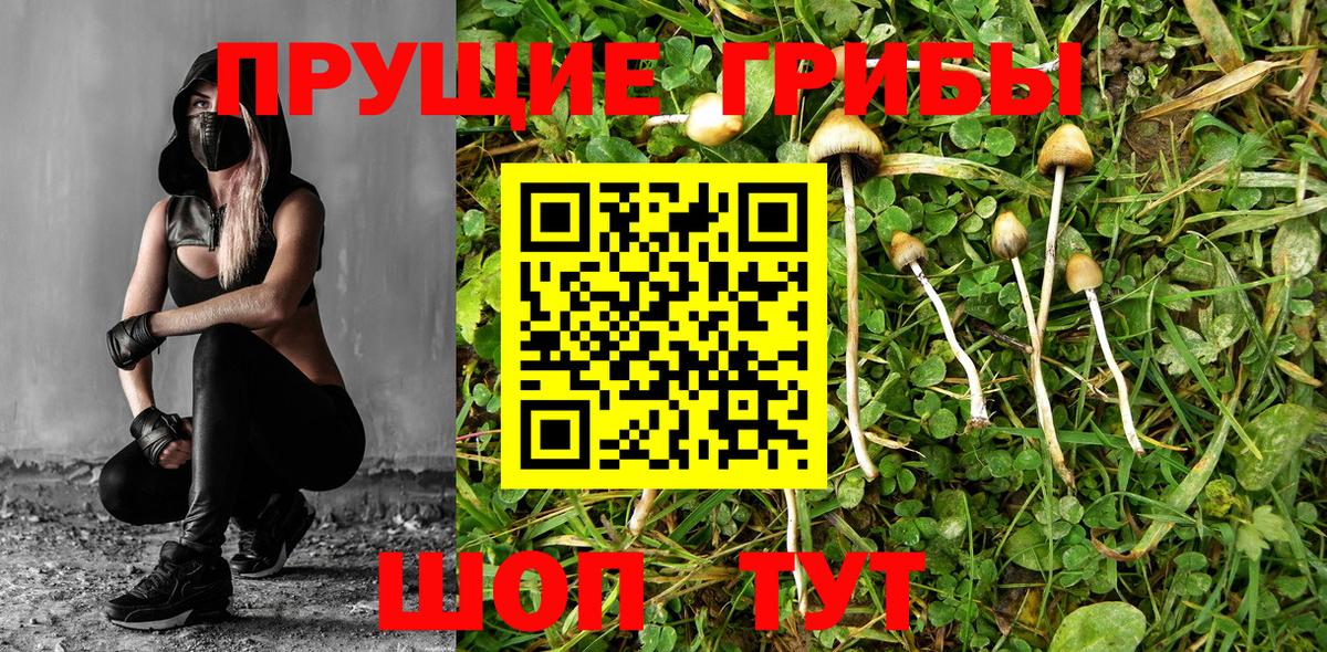 Галлюциногенные грибы Cubensis Воткинск